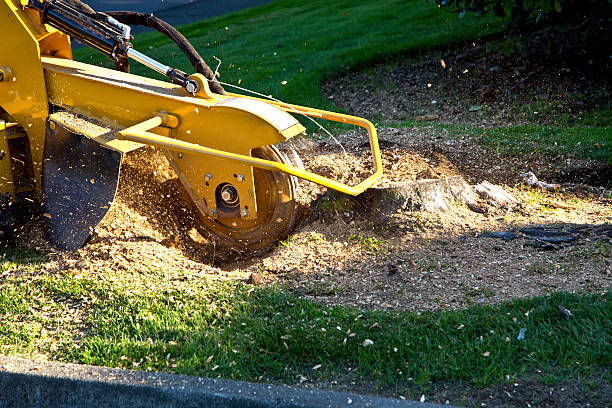 Best Emergency Tree Removal Services  in USA